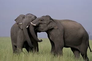 Images Dated 5th April 2005: Indian / Asian Elephants - two touching heads Corbett National Park, India