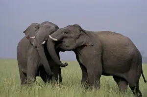 Indian / Asian Elephants - two touching heads Corbett National Park, India