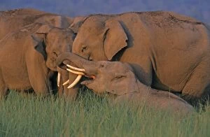 Indian / Asian Elephants (Tuskers) communicating