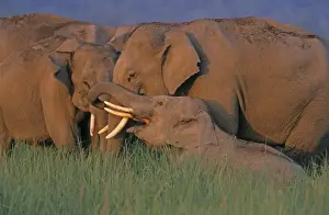 Social Behaviour Prints: Indian / Asian Elephants (Tuskers) communicating, Corbett National Park, India