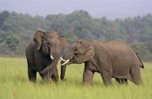 Indian / Asian Elephants (Tuskers) play-fighting