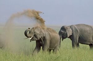 Indian / Asian ELEPHANTS - Two, dust bathing
