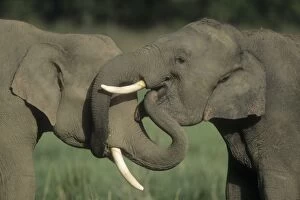 Indian / Asian ELEPHANTS - two, greeting each other
