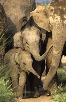 Images Dated 10th November 2005: Indian / Asian Elephants - with young Corbett National Park, India