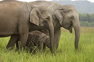 Images Dated 16th May 2007: Indian / Asian Elephants - with young Corbett National Park, Uttaranchal, India