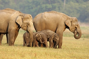 Images Dated 14th May 2008: Indian / Asian Elephants & young ones