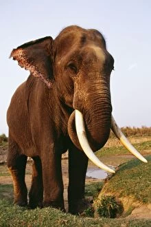 Images Dated 14th April 2011: Indian / Asiatic Elephant TOM 666 Kaziranga National Park, India. © Tom & Pat Leeson / ardea. com
