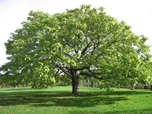 Indian Beam Tree / Catalpa