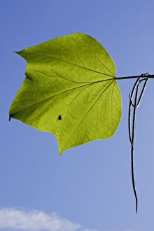 Indian Bean Tree - showing leaves and ripening bean pods
