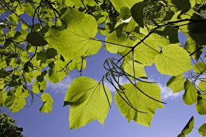 Indian Bean Tree - showing leaf and ripening bean pods