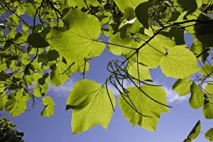 Indian Bean Tree - showing leaves and ripening bean pods, Lower Saxony, Germany