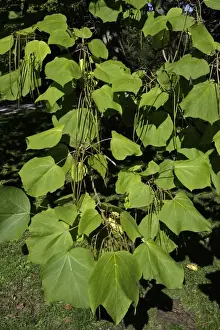 Indian Bean Tree - showing leaves and ripening bean pods, Lower Saxony, Germany