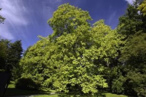 Indian Bean Tree - standing in park
