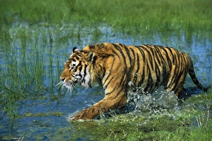 <b class=qtipBold><figcaption>Indian / Bengal Tiger</figcaption></b><br>WAT-469 Indian / Bengal Tiger Panthera tigris tigris M. Watson Please note that prints are for personal display purposes only and may not be reproduced in any way.<br><em>© M. Watson / ardea.com</em> Indian / Bengal Tiger