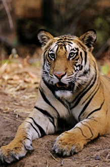 Images Dated 1st April 2005: Indian / Bengal Tiger Bandhavgarh National Park, India