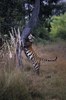 Images Dated 5th April 2005: Indian / Bengal Tiger - Claw-marking tree to establish territory Bandhavgarh National Park, India
