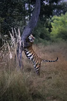 Indian / Bengal Tiger - Claw-marking tree to establish territory Bandhavgarh National Park, India