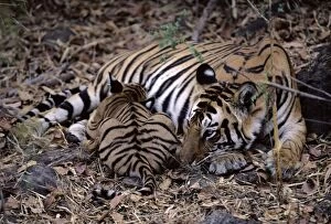 Indian / Bengal Tiger - with cub suckling