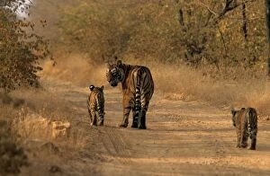 Indian / Bengal Tiger - with two cubs