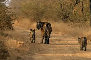 Adult With Young Prints: Indian / Bengal Tiger - with two cubs Ranthambhor National Park, India