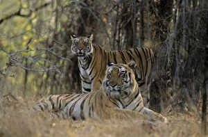 Images Dated 30th March 2005: Indian / Bengal Tiger - male Tiger with son Bandhavgarh National Park, India