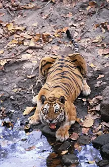 Dangerous Prints: Indian / Bengal Tiger Named Charger'- the most aggresive Male Tiger Defending the waterhole Bandhavgarh National
