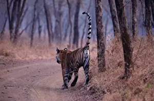 Indian / Bengal Tiger - spray marking India