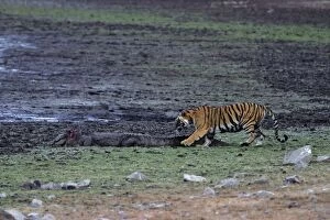 Images Dated 5th April 2005: Indian / Bengal Tiger - testing the Marsh Crocodile injured by her the previous day Ranthambhor