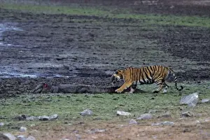Attacking Prints: Indian / Bengal Tiger - testing the Marsh Crocodile injured by her the previous day Ranthambhor National Park-INDIA