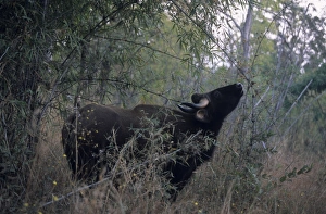 Images Dated 18th July 2006: Indian Bison / Gaur - In the Bamboo forest Kanha National Park, India