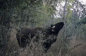 Indian Bison / Gaur - In the Bamboo forest Kanha National Park, India