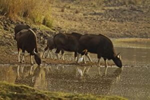 Indian Bison / Gaur - herd drinking water at lake