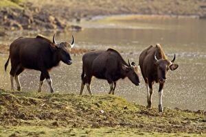 Indian Bison / Gaur - herd at lake