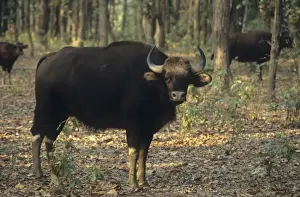 Indian Bison / Gaur - In the Sal forest Kanha National Park, India