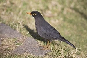 Images Dated 27th June 2008: Indian Blackbird - male