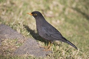 Images Dated 27th June 2008: Indian Blackbird - male - Ootacamund Golf Course, Nilgiri Hills, Tamil Nadu, India