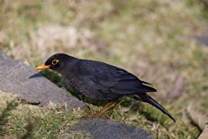 Images Dated 27th June 2008: Indian Blackbird - male - Ootacamund Golf Course, Nilgiri Hills, Tamil Nadu, India
