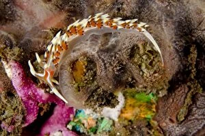 Images Dated 4th November 2014: Indian Caloria Nudibranch on coral on night dive