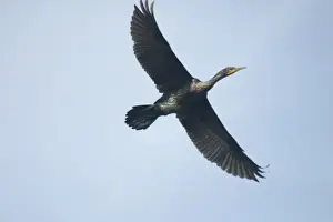 Cormorants Prints: Indian Cormorant - In flight A widespread resident in both coastal and inland waters