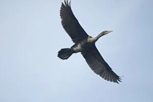 Indian Cormorant / Shag - In flight