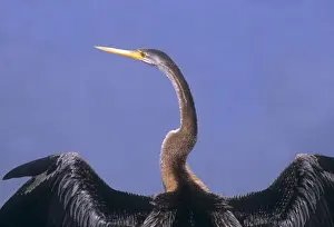 Darter Prints: Indian Darter drying wings, Keoladeo National Park, India
