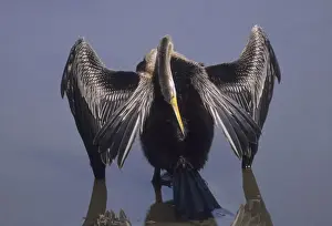 Snakebird Prints: Indian Darter preening Keoladeo National Park, India