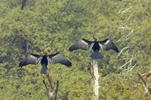 Anhinga Gallery: Indian Darter / Snakebird / Anhinga - Two birds drying wings