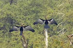 Snakebird Prints: Indian Darter / Snakebird / Anhinga - Two birds drying wings - Keoladeo Ghana National Park - Bharatpur - Rajasthan