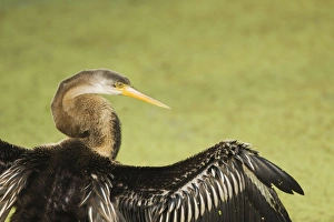 Images Dated 7th January 2009: Indian Darter / Snakebird / Anhinga - Close up - Keoladeo Ghana National Park - Bharatpur