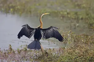 Indian Darter / Snakebird / Anhinga - Drying wings - Keoladeo Ghana National Park - Bharatpur - Rajasthan - India BI017532