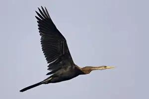 Snakebird Prints: Indian Darter / Snakebird / Anhinga - In flight - Keoladeo Ghana National Park - Bharatpur