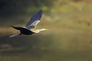 Indian Darter / Snakebird / Anhinga - In flight - Keoladeo Ghana National Park Bharatpur, Rajasthan, India BI017490