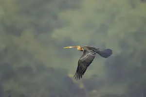 Indian Darter / Snakebird / Anhinga - In flight - Keoladeo Ghana National Park - Bharatpur - Rajasthan - India BI017467