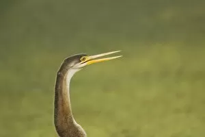 Indian Darter / Snakebird / Anhinga - Keoladeo Ghana National Park